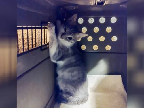 Importante opération de récupération de chats dans un pavillon...