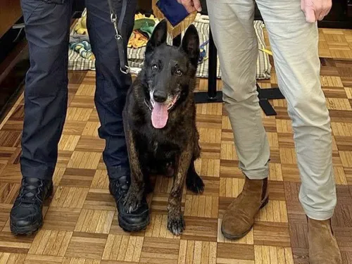Murphy, le chien policier de la brigade municipale de Beauvais,...