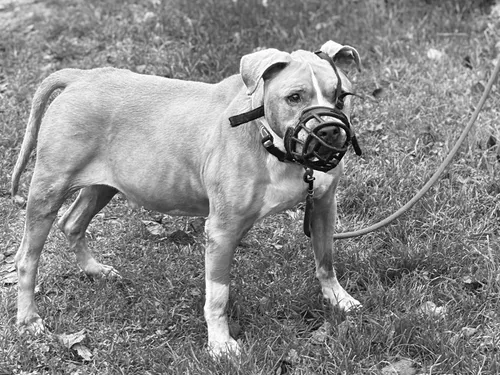 Compiègne : ce chien abandonné est mort cette nuit 