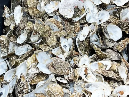 Une première réussie en Île-de-France dans le recyclage de coques...