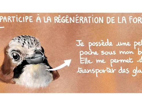 Le geai, un allié des forêts franciliennes plutôt qu'un nuisible ?