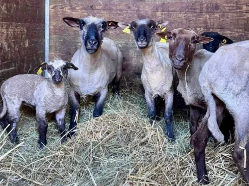 Inondations : de nombreux moutons installés en urgence au Grand...
