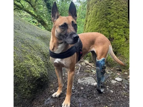 Qui a vu Texas, près de Ver-lès-Chartres ?