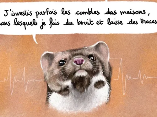 La fouine, nocive pour les jardins des Franciliens ? Et pourtant...