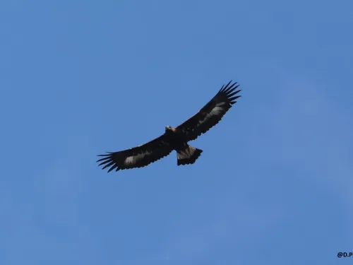 Un aigle royal aperçu dans le ciel des Hauts-de-France