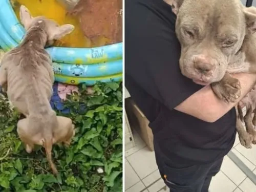 Un homme devant la justice après avoir maltraité sa chienne à...