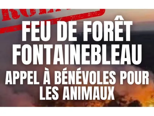 Les habitants reviennent et la solidarité s’organise en forêt de...
