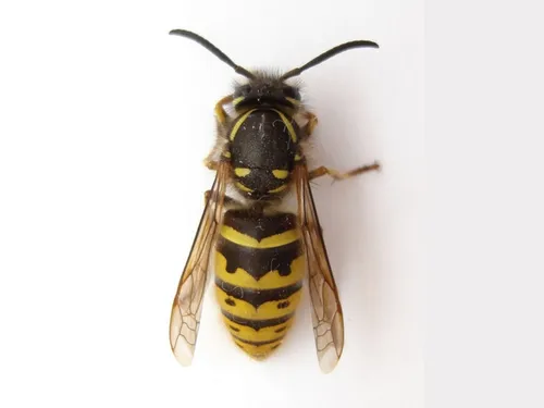 Hauts-de-France : l'assurance maladie s'exprime après une piqûre...