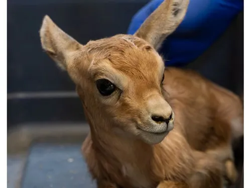 Quatre bébés gazelles dorcas sont nées au zoo d’Amiens, une...