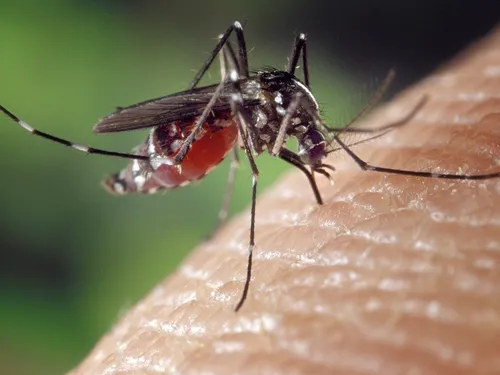 Surveillance renforcée du virus West Nile en Île-de-France en 2026