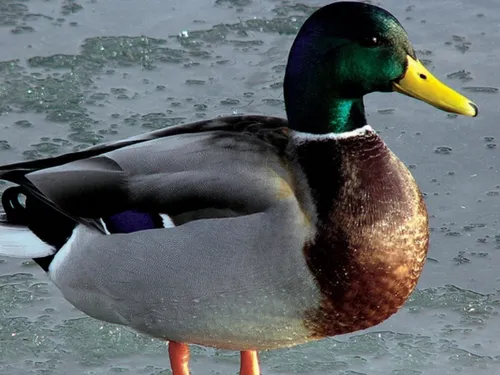 55 cadavres de canards découverts sur un terrain à Péronne