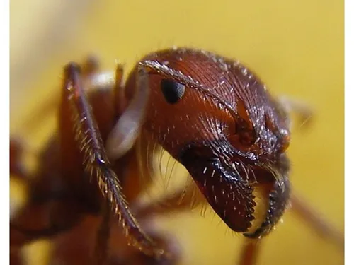 Les fourmis envahissent les maisons de ce village proche de Chartres
