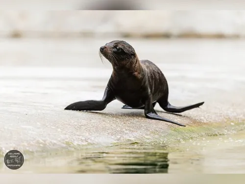 Des bébés otaries nées au zoo d'Amiens