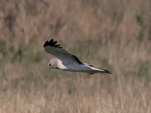 Franciliens, ouvrez l'oeil sur les busards