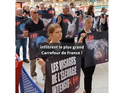 Une action coup de poing de L214 à Villiers-en-Bière