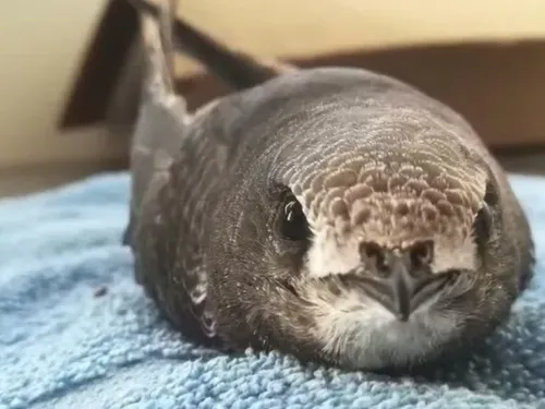 Canicule : débordés, les centres de soins pour la faune des...