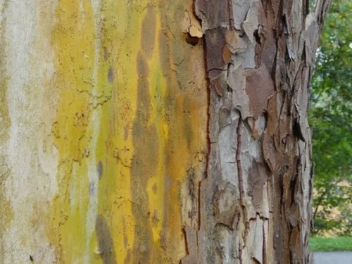 La lutte s'intensifie en Île-de-France contre un champignon qui...