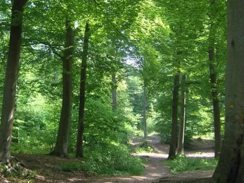 Une bombe découverte dans le bois St Denis en forêt de Chantilly