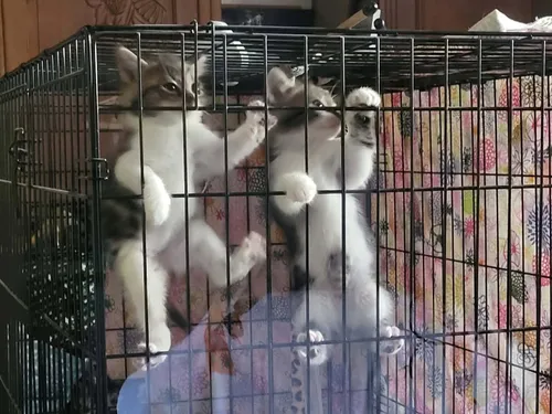 Amiens : l'alerte des refuges animaliers