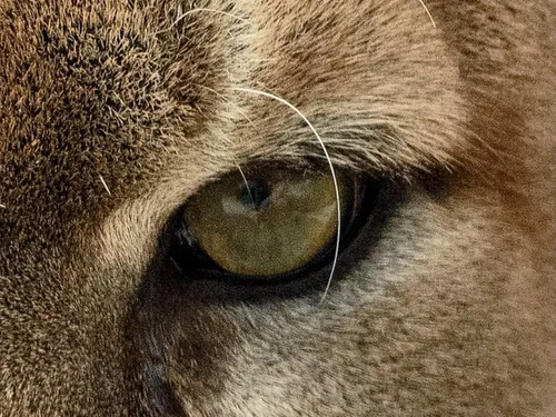 L’énigme reste entière concernant le félin qui roderait du côté de...