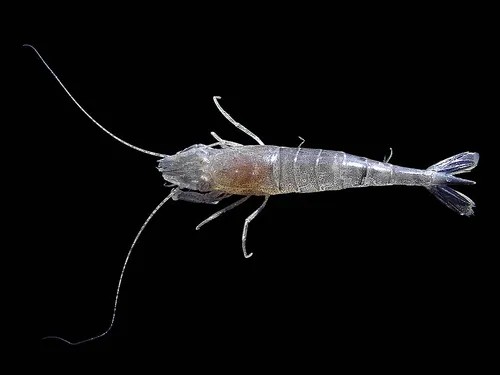 Pénurie de crevettes grises sur les côtes picardes