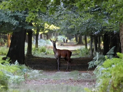 Les anti-chasse à courre vont s'inviter à la fête à Fontainebleau