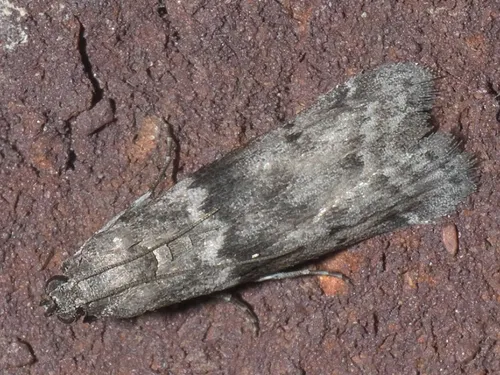 Nemours : des mites dans ... les pâtes à la cantine 
