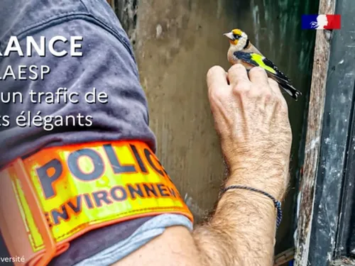 Un trafic d'oiseaux international démantelé en Île-de-France