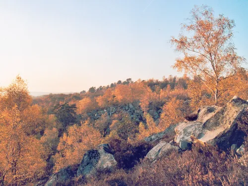 Un programme de restauration pour sauvegarder la forêt de...