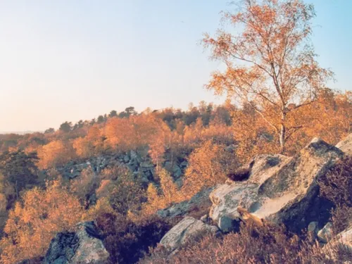 Un incendie dans la forêt de Fontainebleau