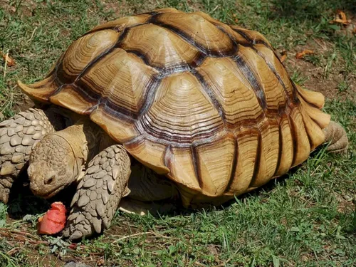 Une énorme tortue découverte près de Chartres
