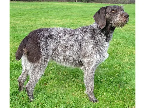 Une mère, sa fille et leur fox-terrier attaqués par cinq chiens de...