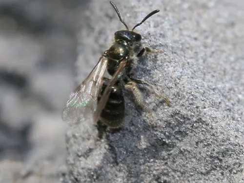 Une abeille portée disparue depuis 50 ans aperçue en Île-de-France