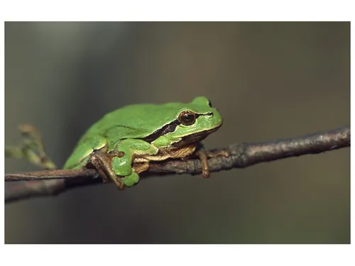 Une moule et une grenouille, deux freins potentiels au chantier du...