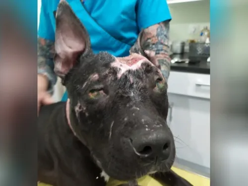 Des témoins recherchés après la découverte d'un chien mutilé à...