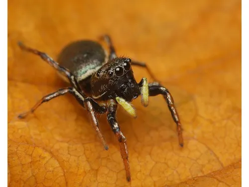 L'État veut sauvegarder plusieurs espèces en Île-de-France 