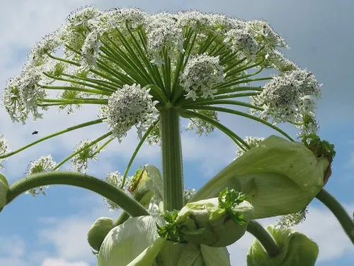 Hauts-de-France : cette plante envahissante peut vous causer des...