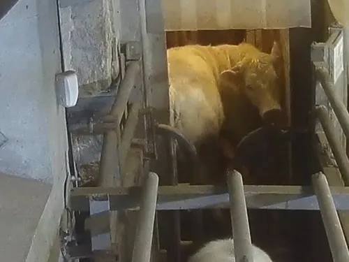 Le travail autorisé à reprendre à l'abattoir halal de Meaux