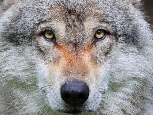 Bientôt une meute de loups à l’espace Rambouillet de Sonchamp
