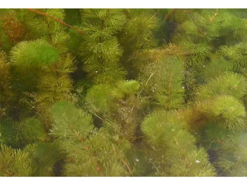 Mais que faire de la myriophylle dans la Somme ? 
