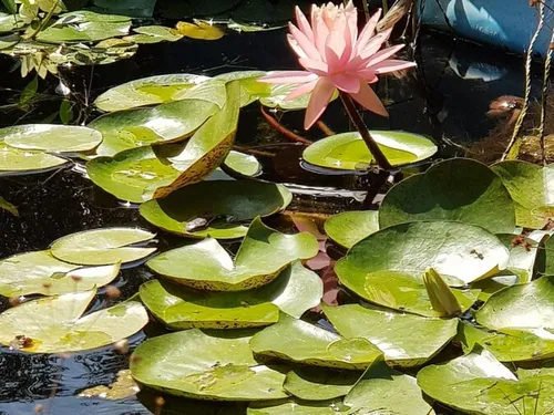 Les abords du canal de la Somme plus verts que d'ordinaire