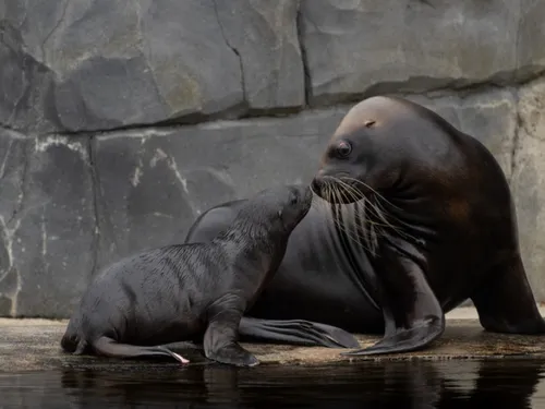 Un bébé otarie voit le jour au zoo de Paris