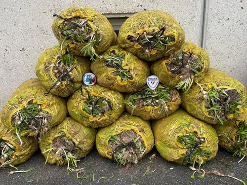 Vaux-le-Pénil : les voleurs avaient la main verte