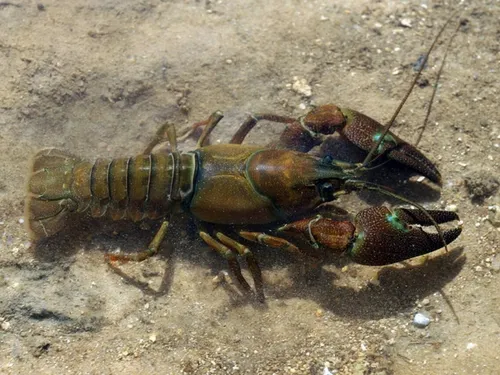 Des espèces envahissantes se la coulent douce dans le sud Yvelines