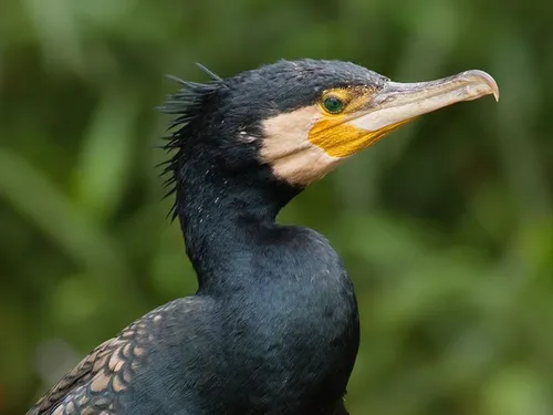 La préfecture de la Somme ne veut pas plus de 567 grands cormorans...