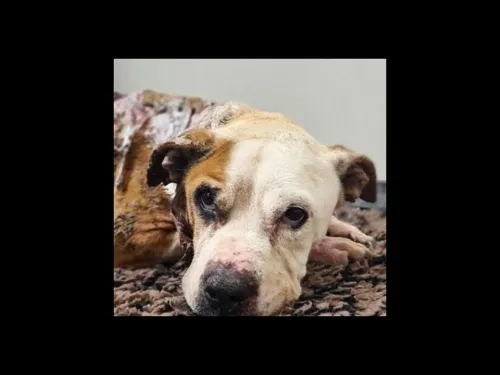 Douze mois de prison ferme pour avoir brûlé vif son chien avant de...