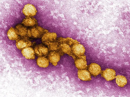 West Nile : 17 contaminations locales recensées en Île-de-France