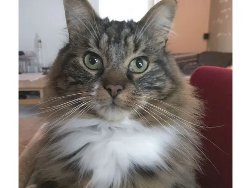 Une habitante de Noyon dénonce un acte de malveillance contre son chat