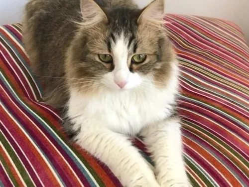 Chat écrasé par un train à Paris : il n'y aura pas de procès en...