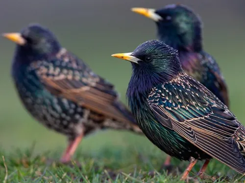 L’étourneau sansonnet, un nuisible en Essonne ? 